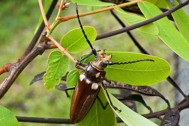Дровосек реликтовый из Красной книги - фото и описание жука, как выглядит, где обитает, чем питается