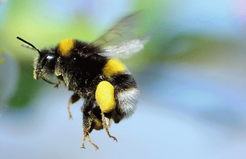 Первые виды шмелей появились миллионы лет назад
