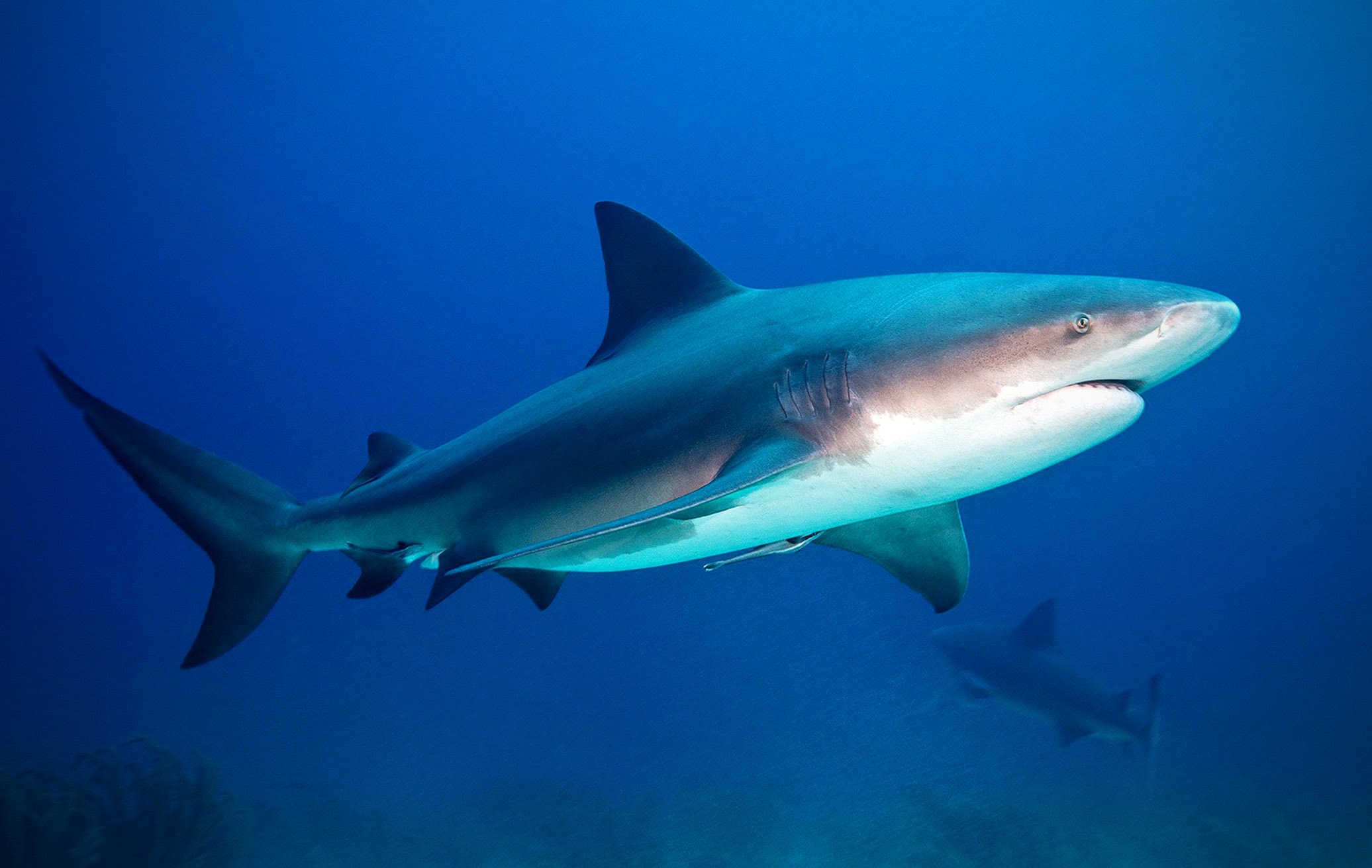 Пресноводная акула