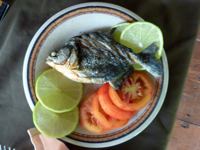 Пиранья - хищная рыба с острыми зубами ежегодно нападающая на людей