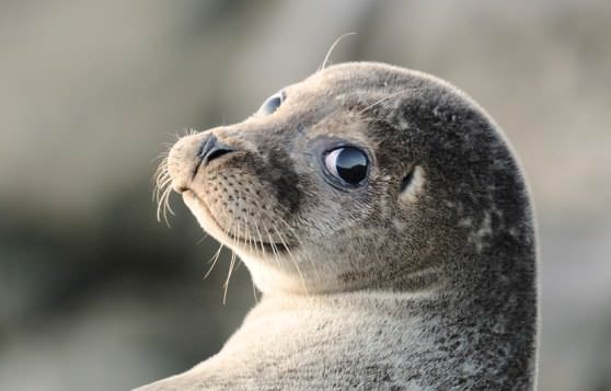 Прикольный смешной тюлень