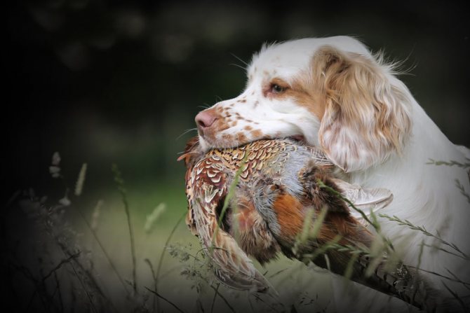 Принесение хозяину дичи