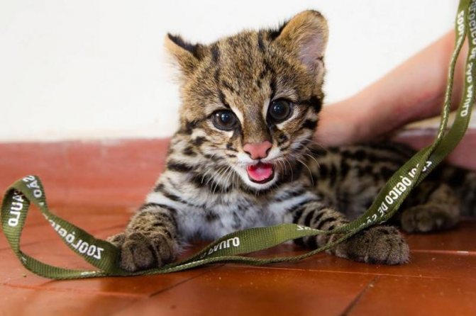 Дикая кошка онцилла: описание внешности и характера, ареал обитания и образ жизни, размножение и численность вида