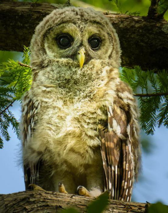 продолжиельность жизни совы