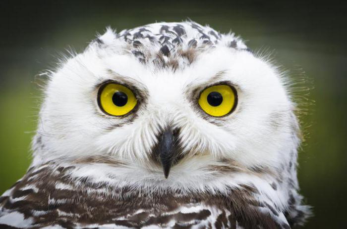 продолжиельность жизни совы