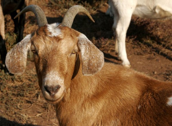 Продуктивность англо-нубийской расы