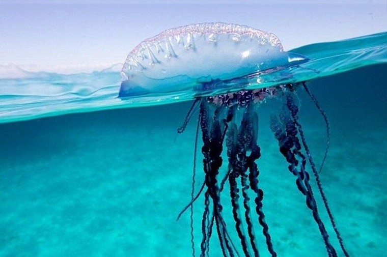 Португальский кораблик