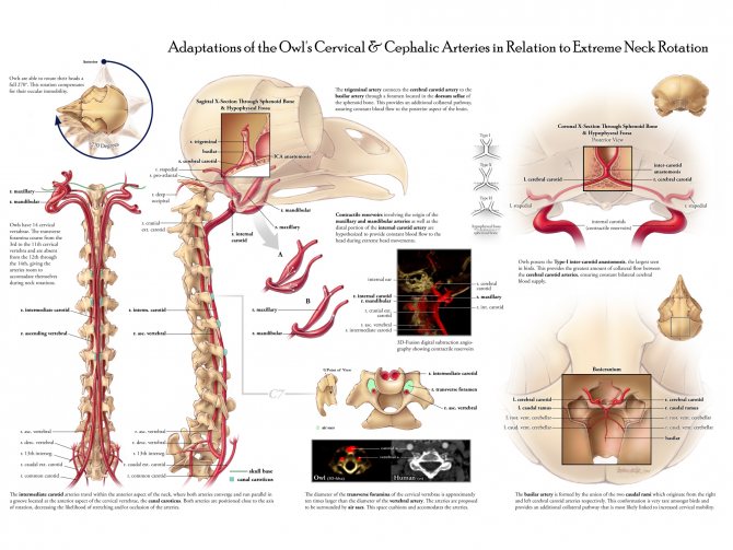На сколько может поворачивается голова у совы и почему она крутится