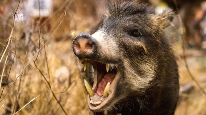 Рот кабана