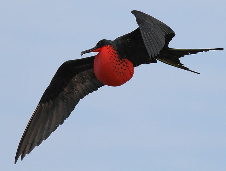 Птица-фрегат