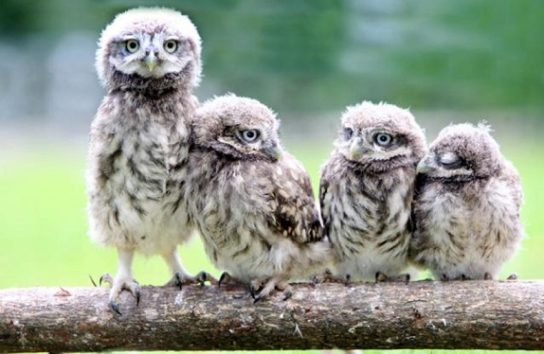Птенцы домового сыча
