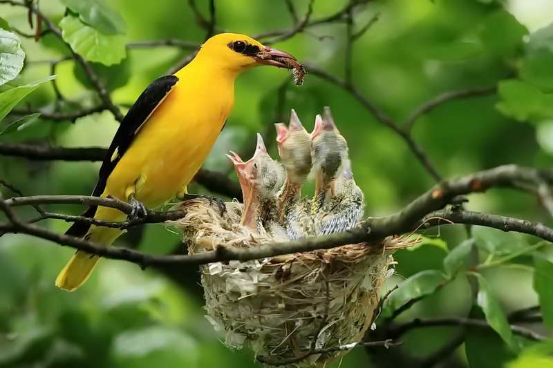 Птенцы иволги в гнезде