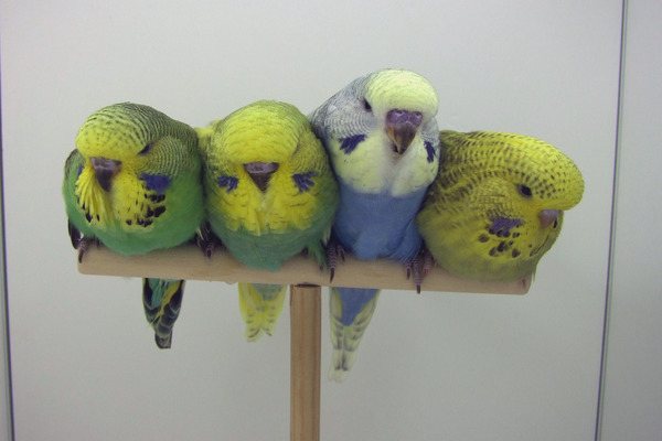 Птенцы попугаев чехов