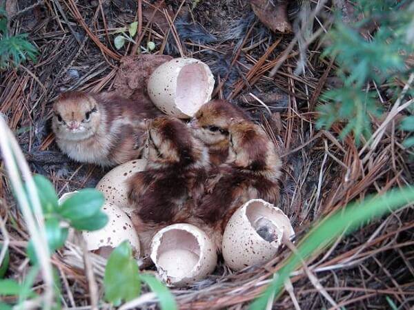 Птенцы рябчика