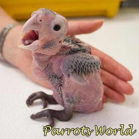 Птенец черного какаду