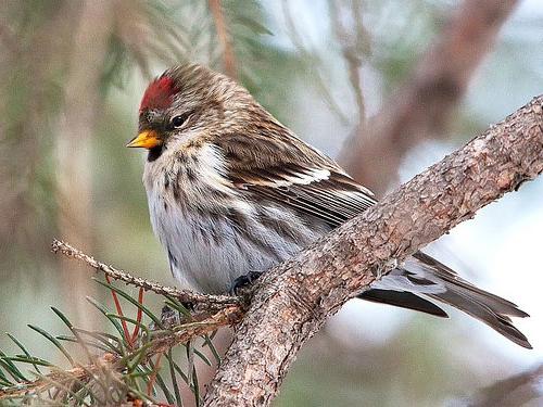 пресс-птица