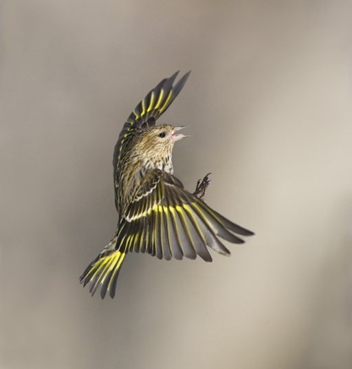 Птица чиж: фото и описание