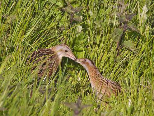 птица коростель он же дергач