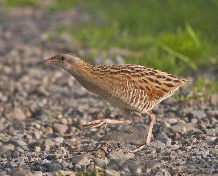 описание птицы коростель