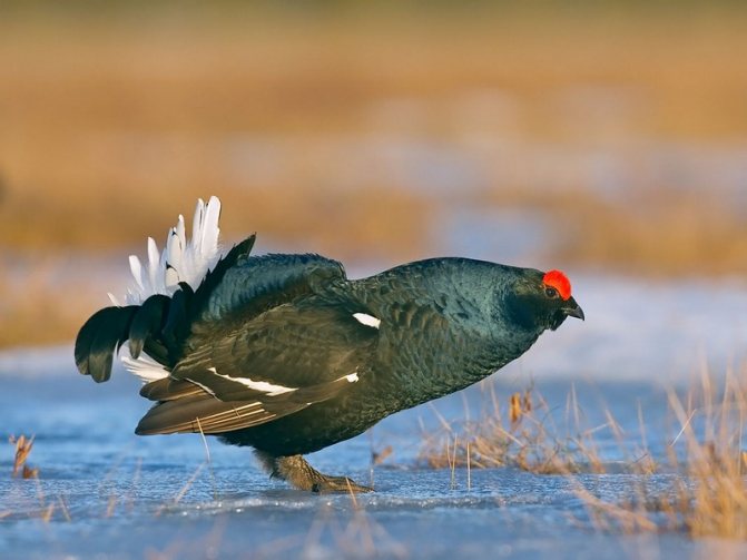 Косач птица — фото и описание