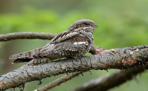 птица ночной ястреб