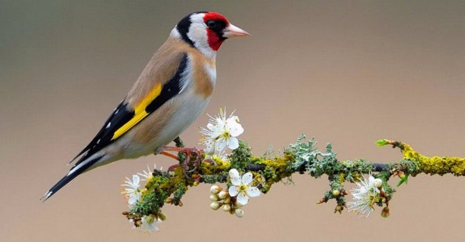 Щегол птица