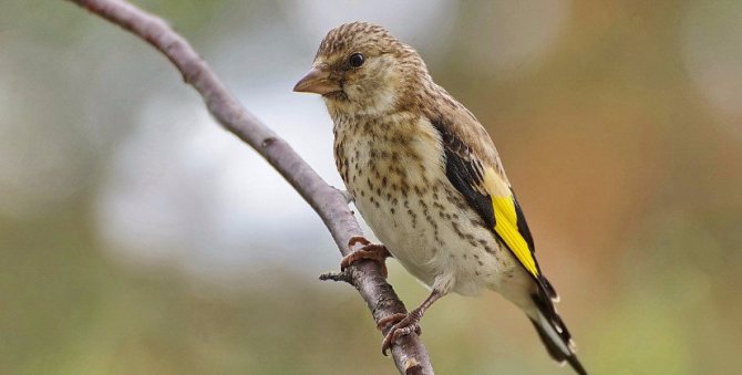 Щегол птица