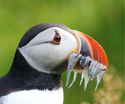 птица тупик