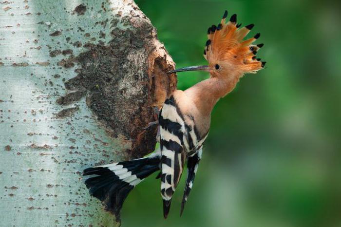 описание птицы удода