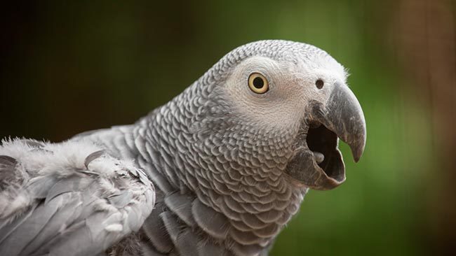 серая птица