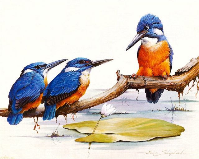 Картинка зимородок птица