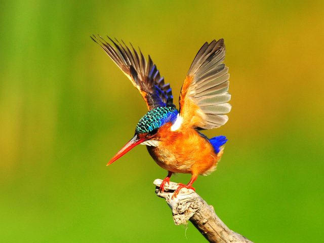 Зимородок птица фото и описание