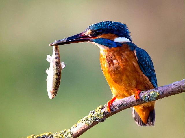 Это похоже на изображение птицы зимородка