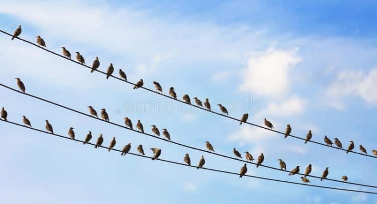 Птицы, облюбовавшие провода