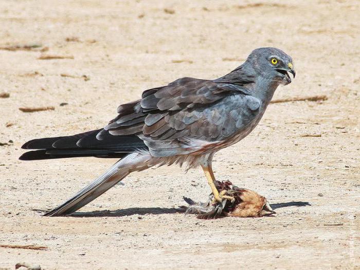 Птицы России