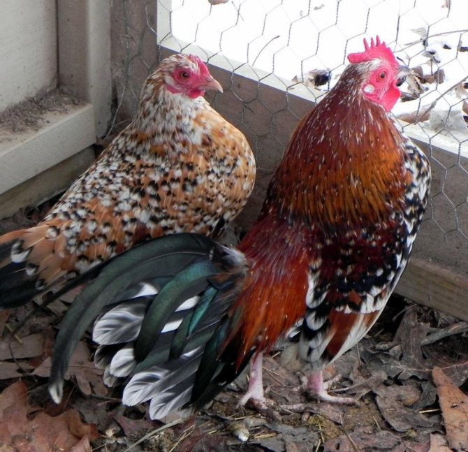 Птицы у сетки