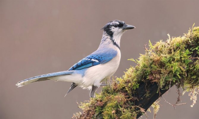 Сойка - описание птицы, чем питается и где обитает