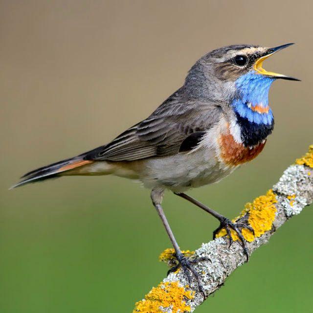 Варакушка: описание птицы с ярким клювом, фото, где обитает, чем питается, цвета, подвиды, интересные факты