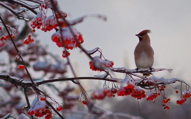 птицы с кисточкой на голове любят рябину