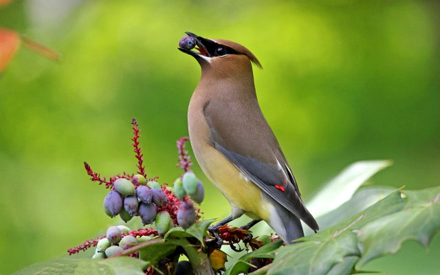 лесная птица с гребнем на голове
