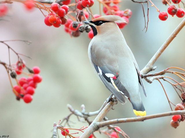 птицы с кисточкой на голове любят рябину
