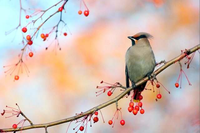 лесная птица с хохлатой головой - фото