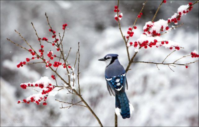 Лесную птицу с гребнем на голове называют пересмешником, вот ее изображение.