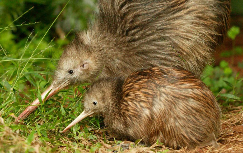 Киви курица