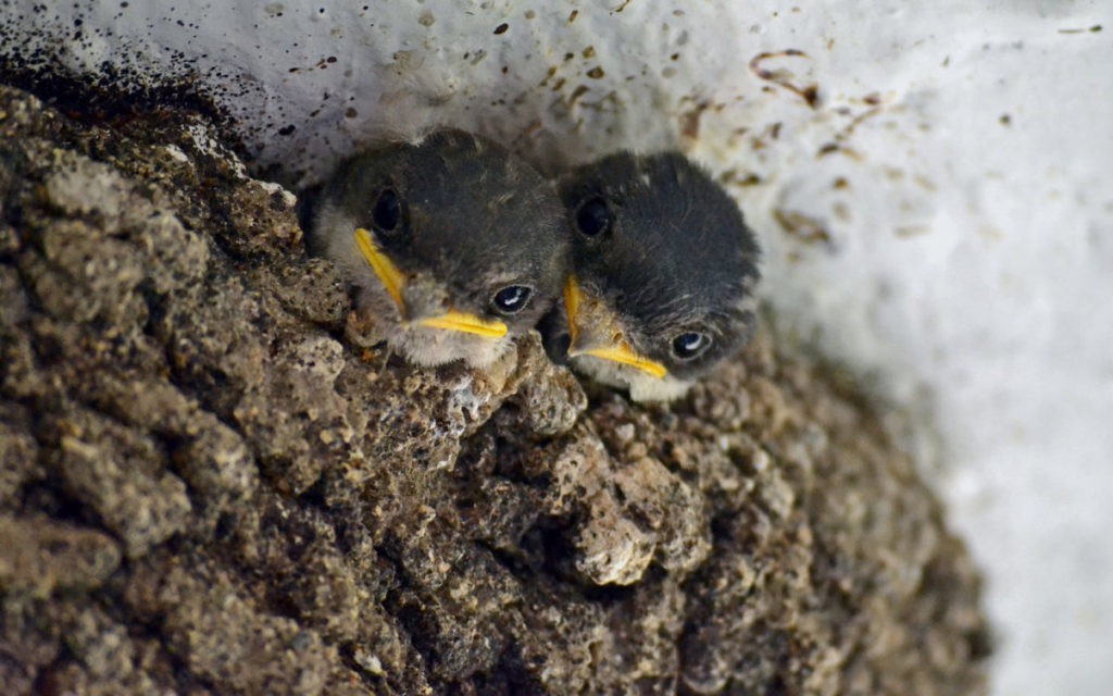 Ласточки цыплят