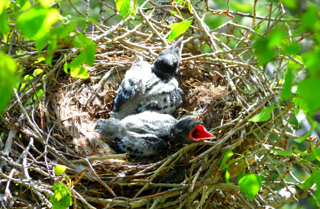 Молодой в вороньем гнезде