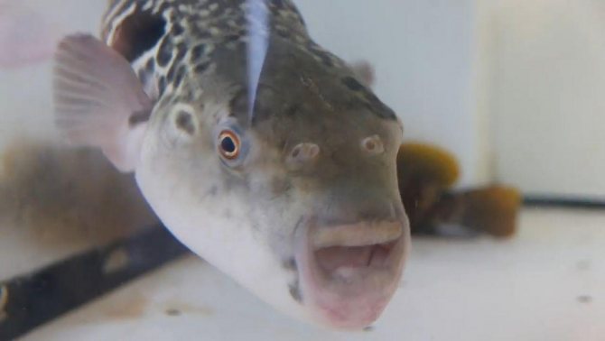 Рыба фугу: путь из аквариума в тарелку