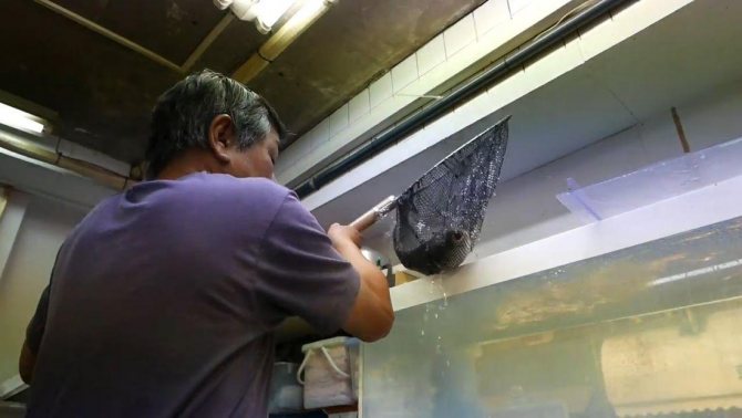 Рыба фугу: путь из аквариума в тарелку