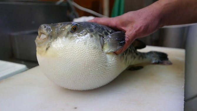 Рыба фугу: путь из аквариума в тарелку