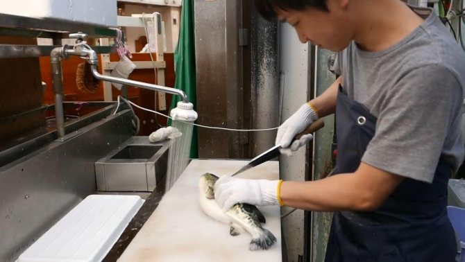 Рыба фугу: путь из аквариума в тарелку